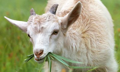 goat vasectomy