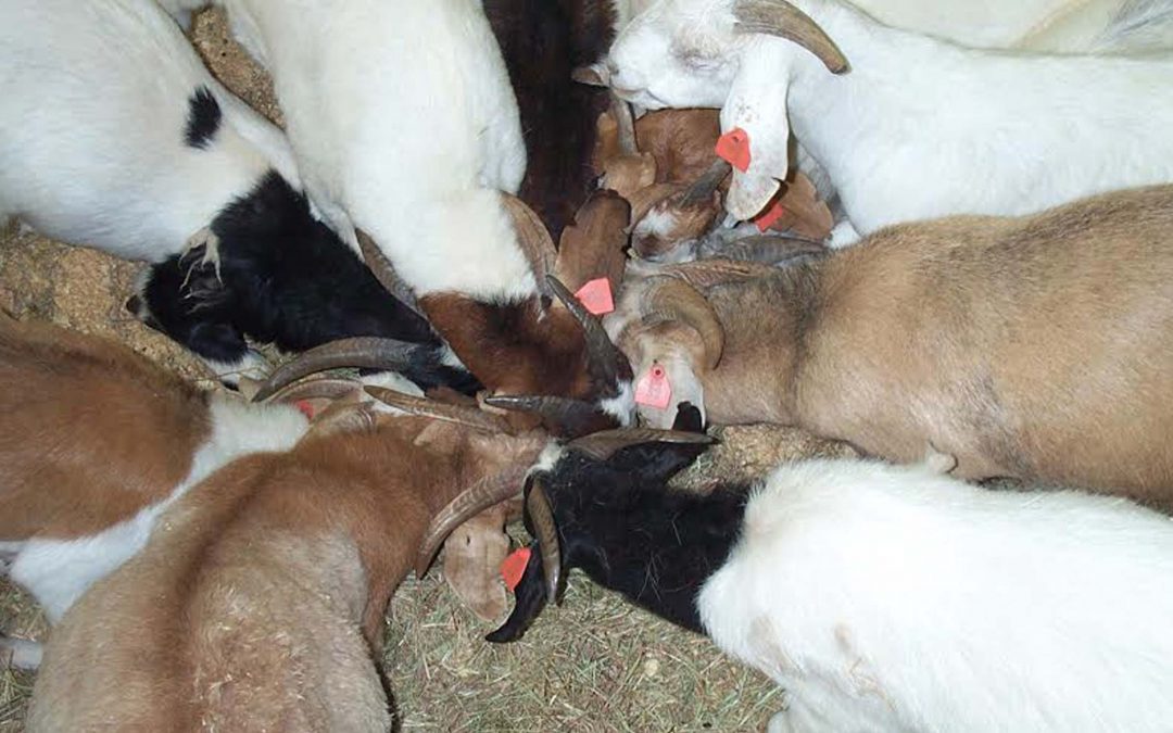 The Top 10 Things You Need to Know about Goat Pneumonia