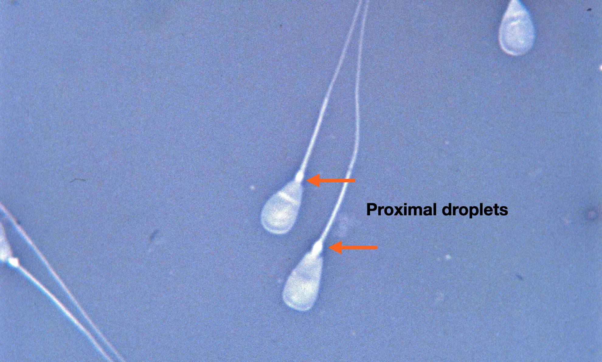 Bull Quality Assurance Large Animal Consulting & Education