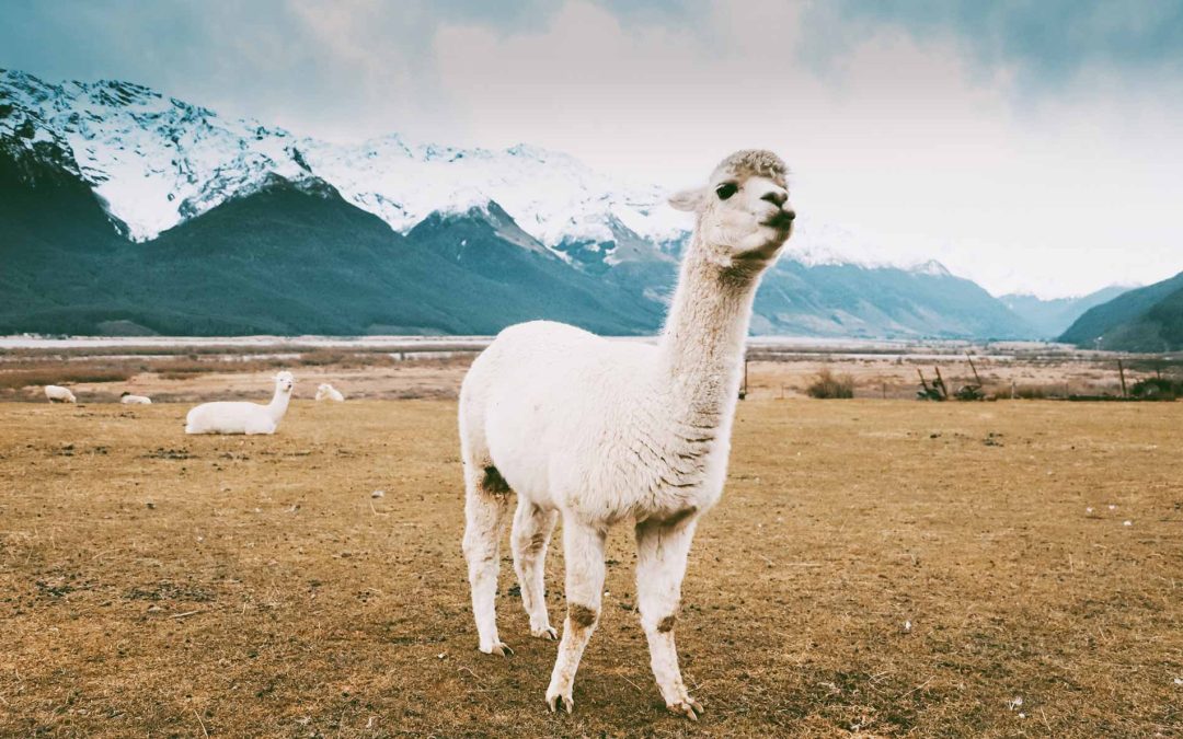 *Almost* Everything You Need To Know About Camelids