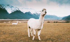 *Almost* Everything You Need To Know About Camelids