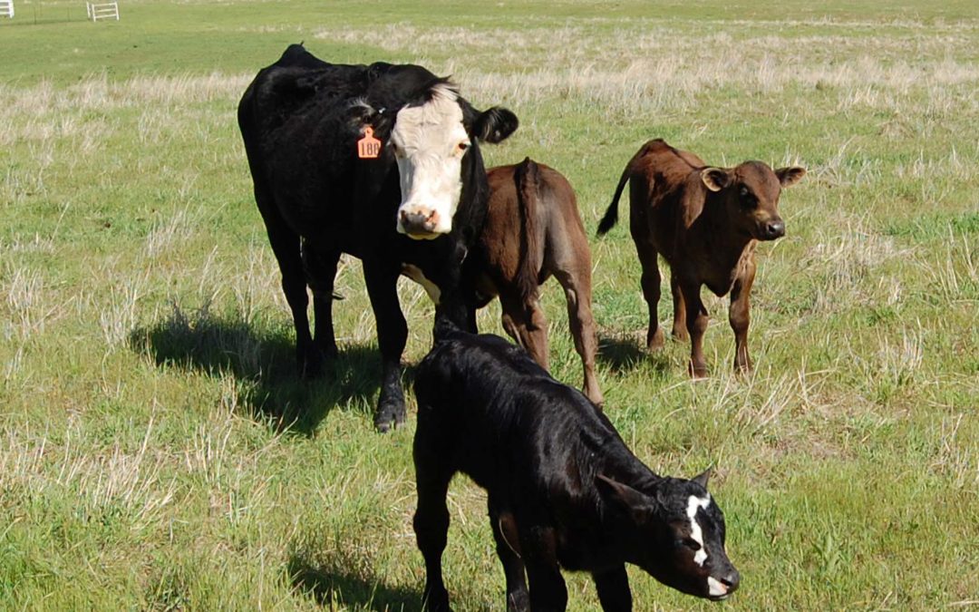 Controlling Parasites in Calves