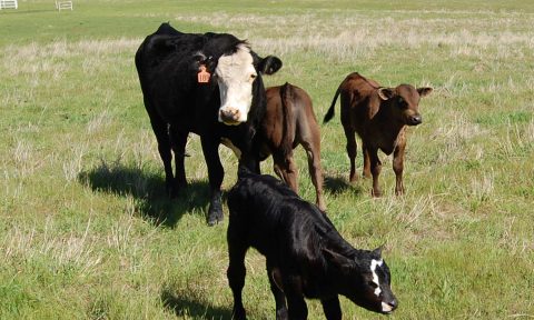 Controlling Parasites in Calves - Large Animal Consulting & Education