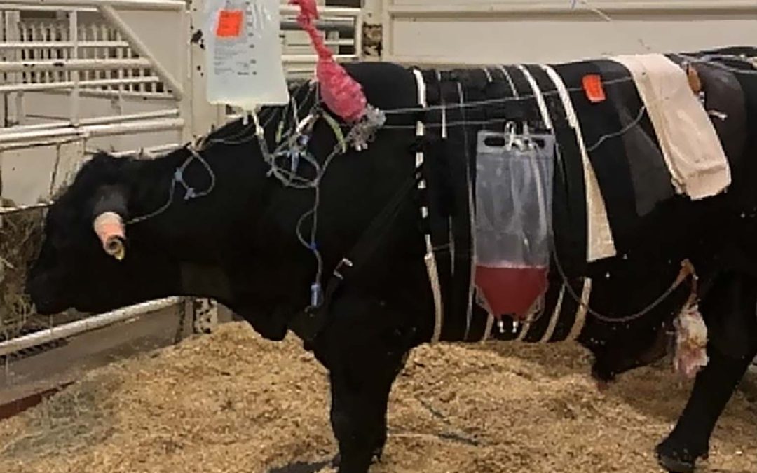 Fluid Therapy for Adult Cattle