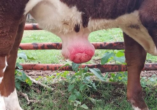 Umbilical Hernias and Abscesses in the Calf