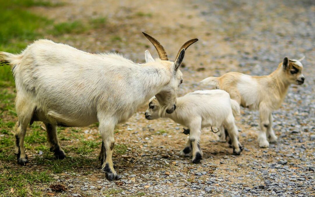 Small ruminant dystocia