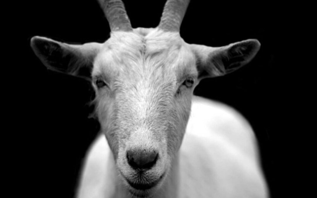 Care of Geriatric Livestock