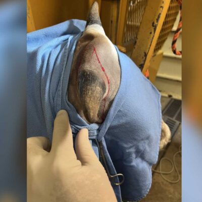 Course 87: Cosmetic Dehorning