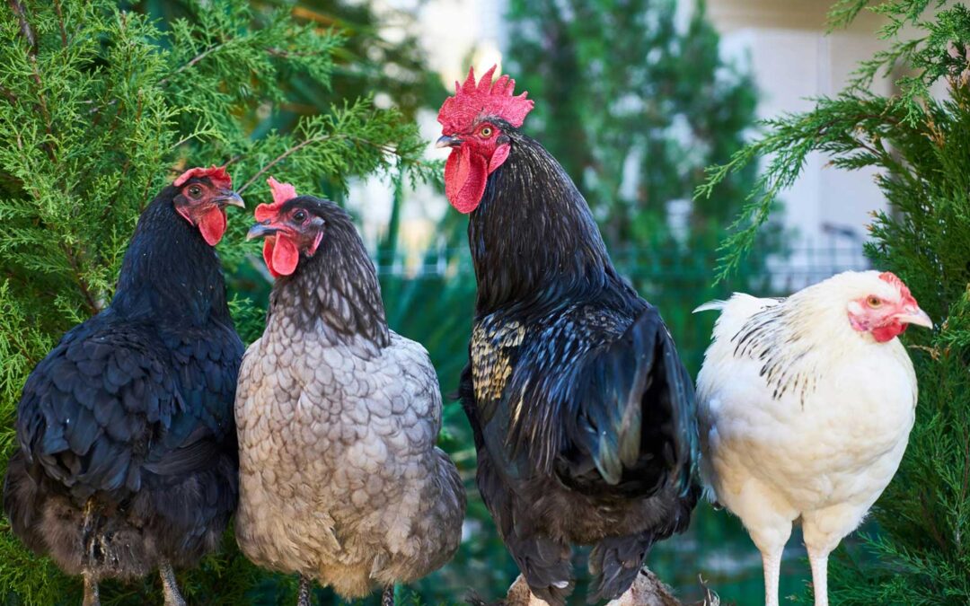 Five Common Presenting-Conditions of Backyard Poultry