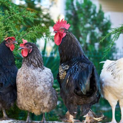 Five Common Presenting-Conditions of Backyard Poultry