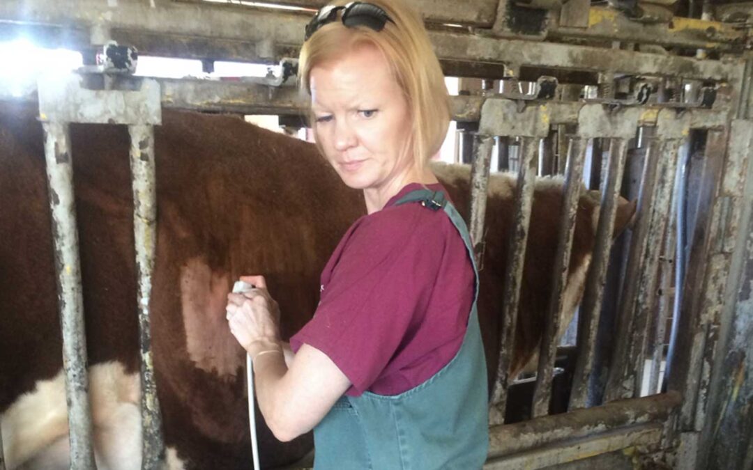 Medical Ultrasound in Ruminants