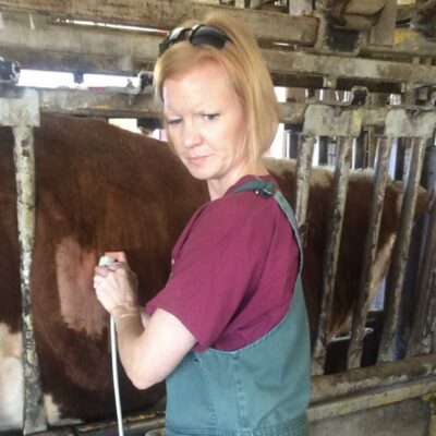 Medical Ultrasound in Ruminants