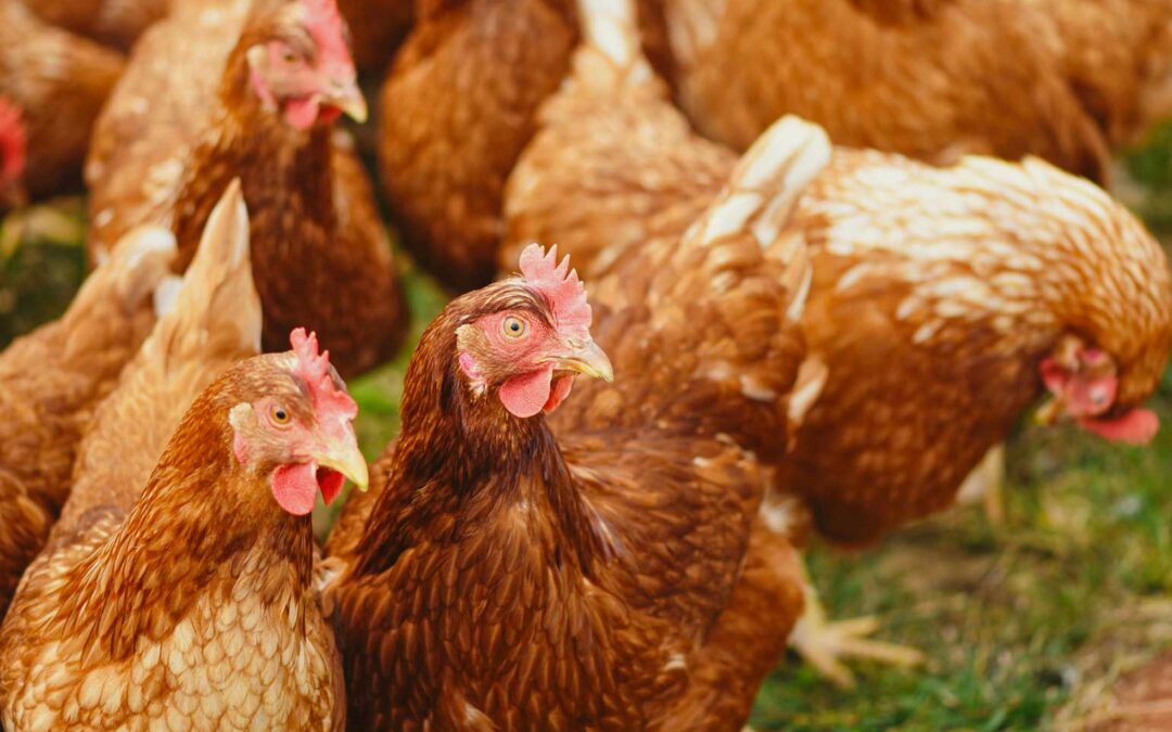 Practical Preventative Care for Backyard Poultry