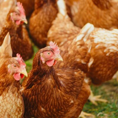 Practical Preventative Care for Backyard Poultry