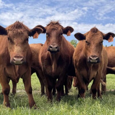 Review of Trace Mineral Deficiencies and Toxicities in Ruminants