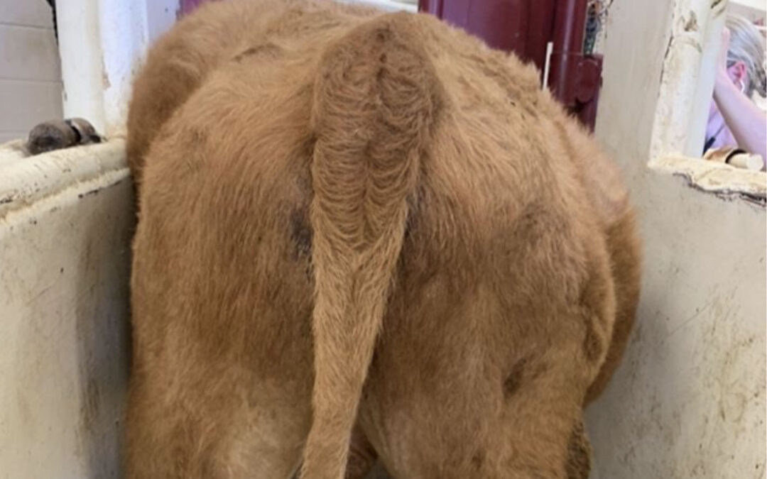 Bloat Workup in Cattle