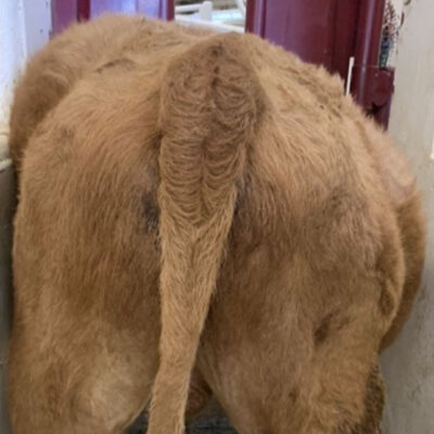 Bloat Workup in Cattle