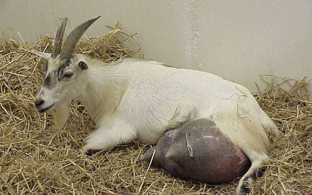 Mastectomy in Small Ruminants