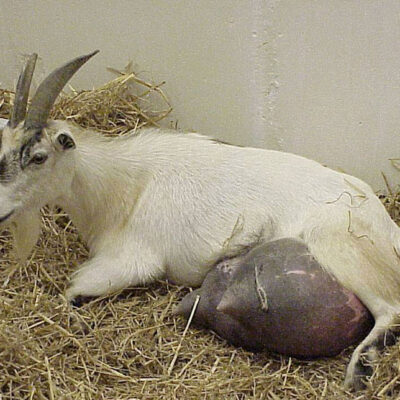 Mastectomy in Small Ruminants