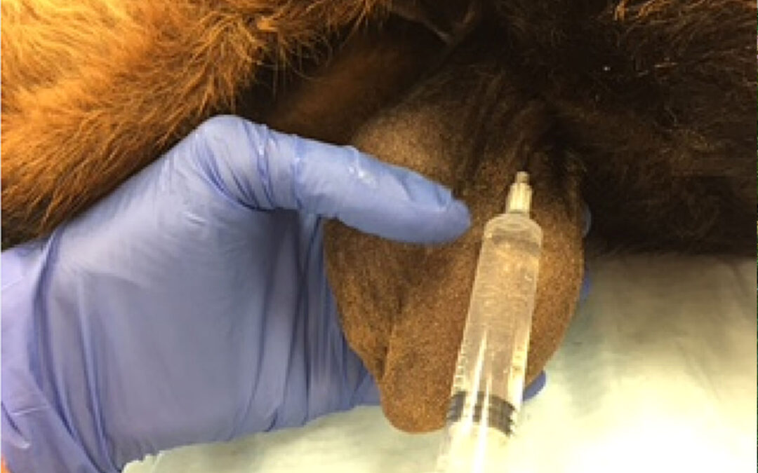 goat castration anesthesia