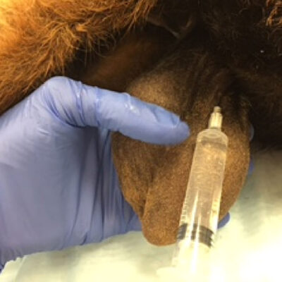 goat castration anesthesia